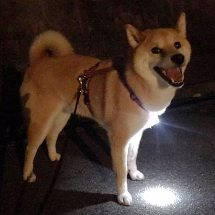 ABITAX 標籤型警示豆燈